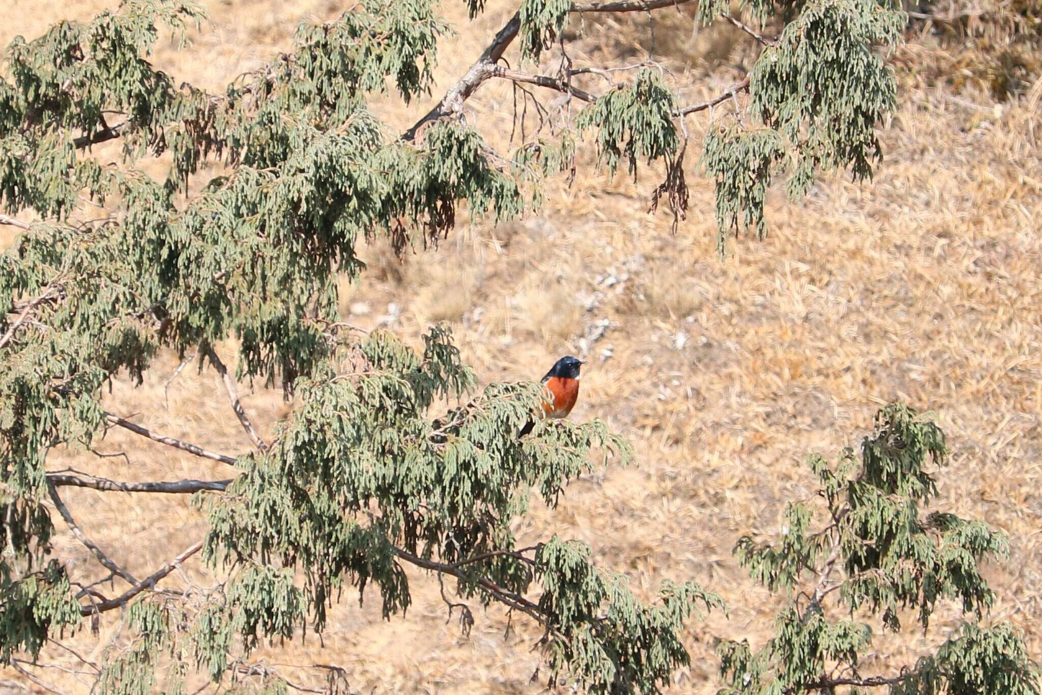 Image of White-throated Redstart