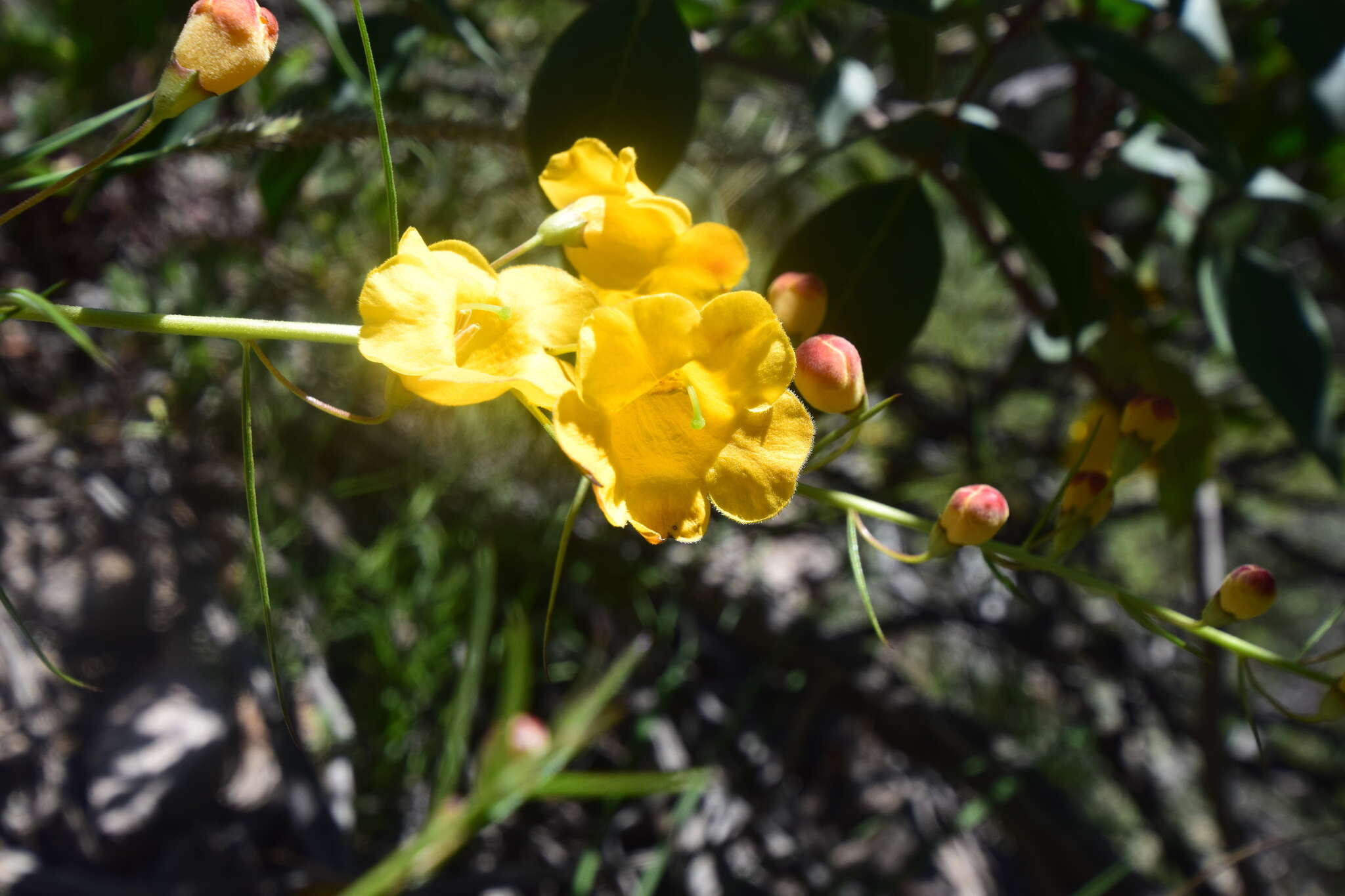 Image of Arizona desert foxglove