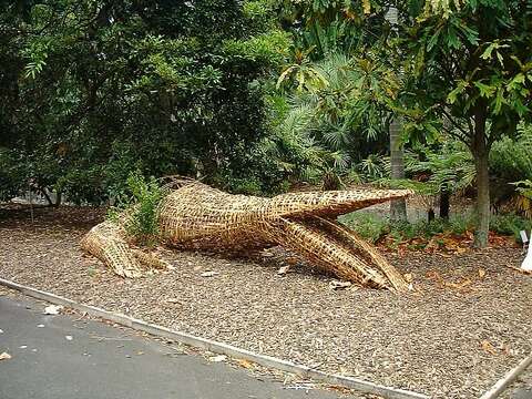 Image of monitor lizards