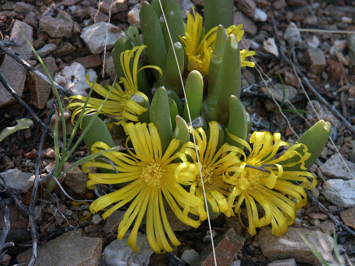 Image of Glottiphyllum surrectum (Haw.) L. Bol.