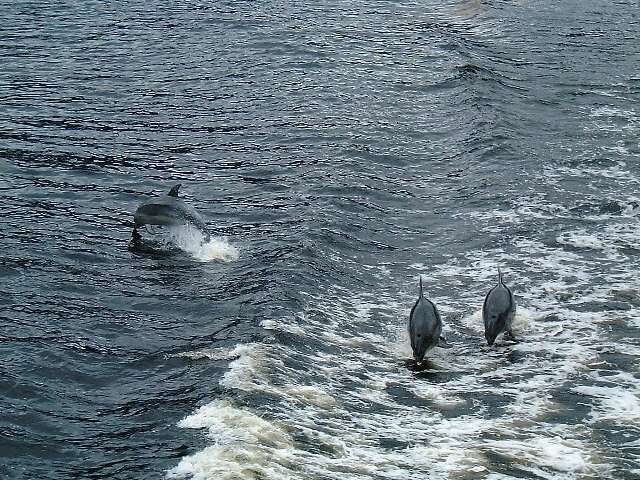 Imagem de Tursiops Gervais 1855