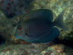 Image of Bristle-toothed Surgeonfish