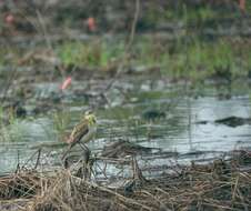 Image of Motacilla tschutschensis tschutschensis Gmelin & JF 1789