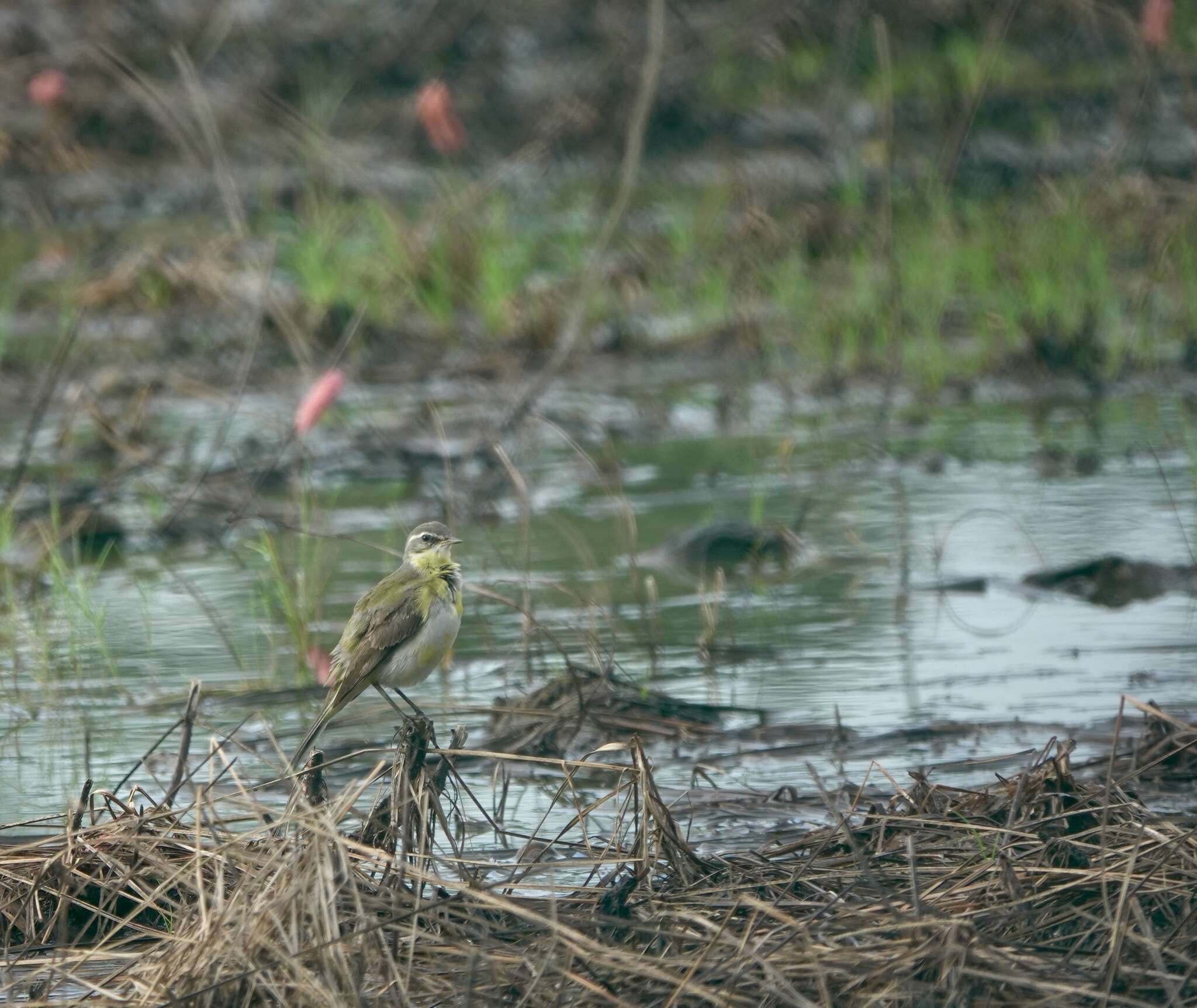 Image of Motacilla tschutschensis tschutschensis Gmelin & JF 1789