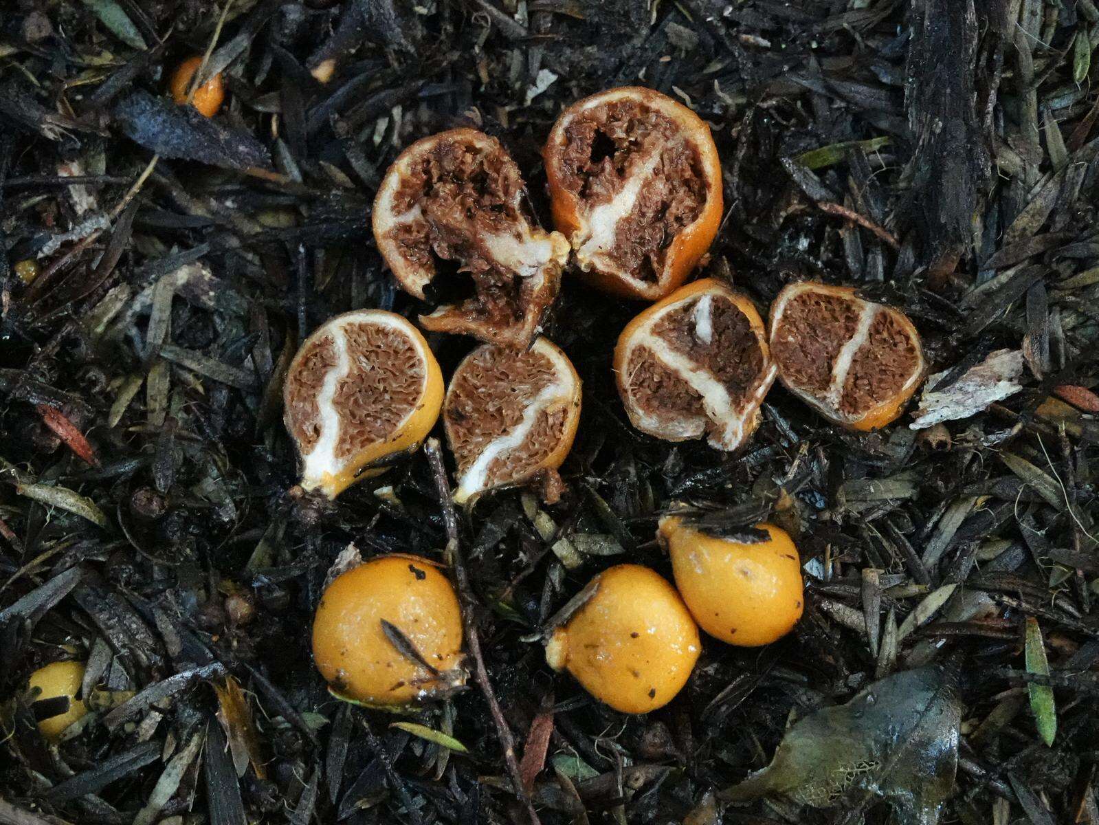 Image of Cortinarius peraurantiacus Peintner & M. M. Moser 2002