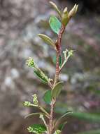 Image of Nematolepis squamea subsp. retusa (Hook.) Paul G. Wilson