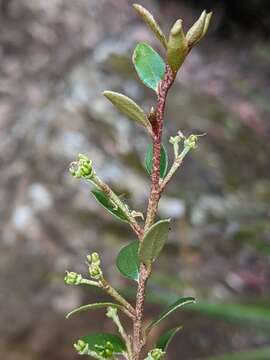 Imagem de Nematolepis squamea subsp. retusa (Hook.) Paul G. Wilson