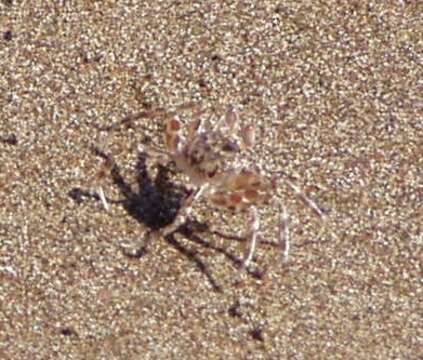 Image of tufted ghost crab