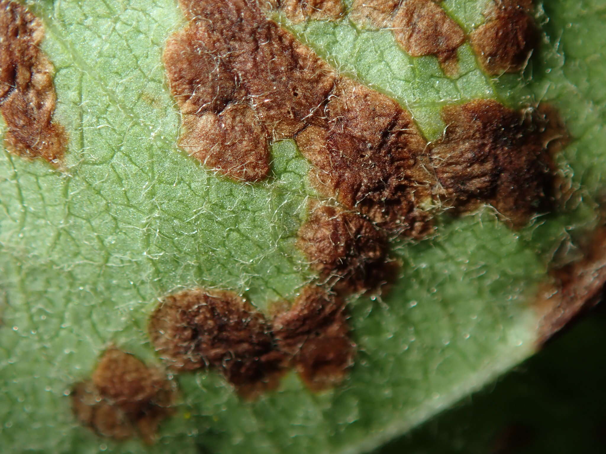 Image de <i>Eriophyes mali</i>