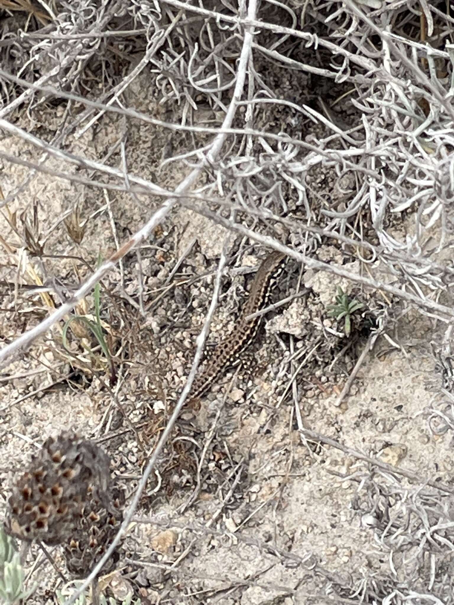 Image of Miles Wall Lizard