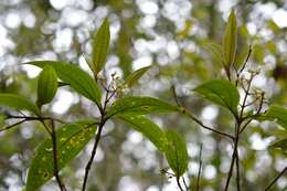 Image of Miconia mexicana (Bonpl.) Naud.