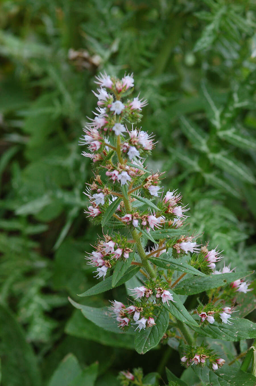 Echium strictum L. fil. resmi