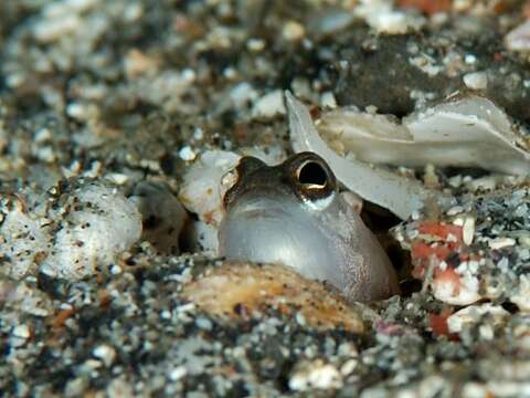 Image of jawfishes