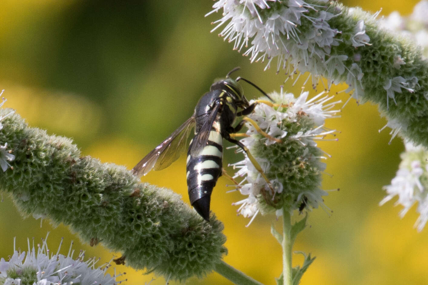 Image of Bicyrtes quadrifasciatus (Say 1824)