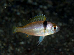 Image of Collared monocle bream