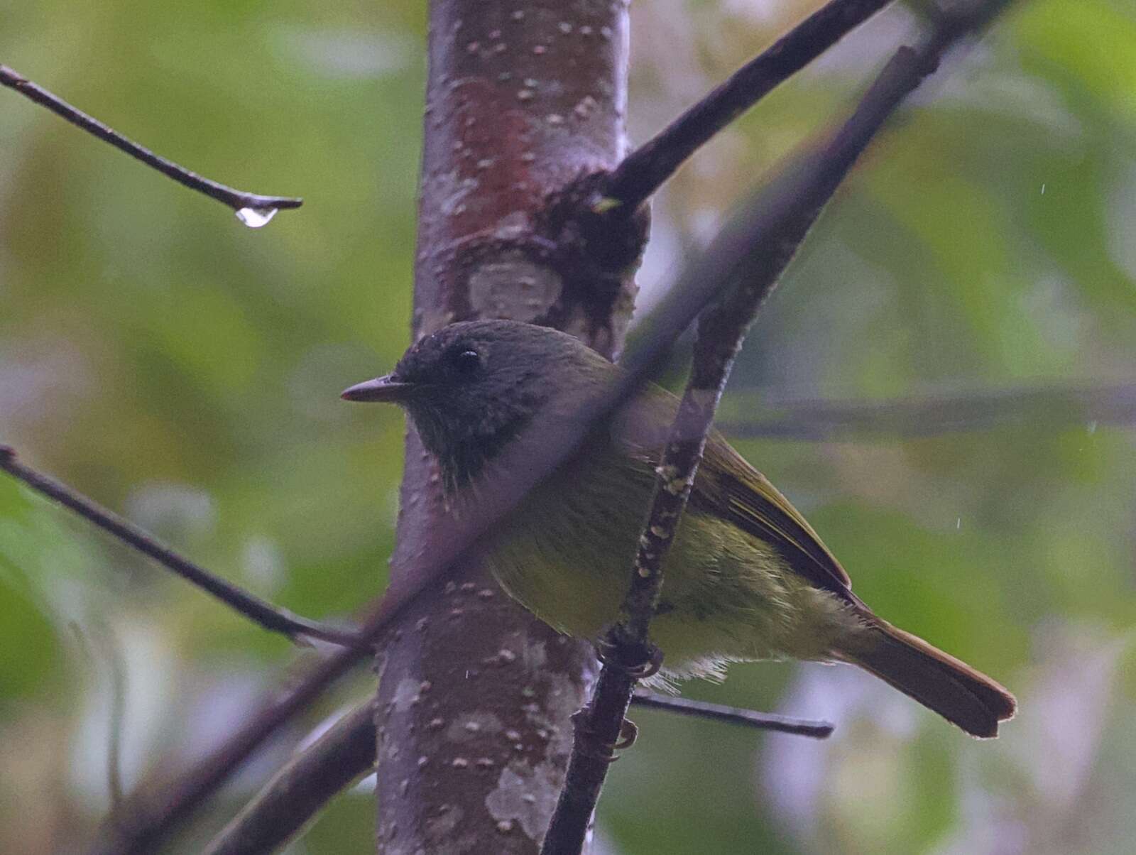 Image of Streak-necked Flycatcher