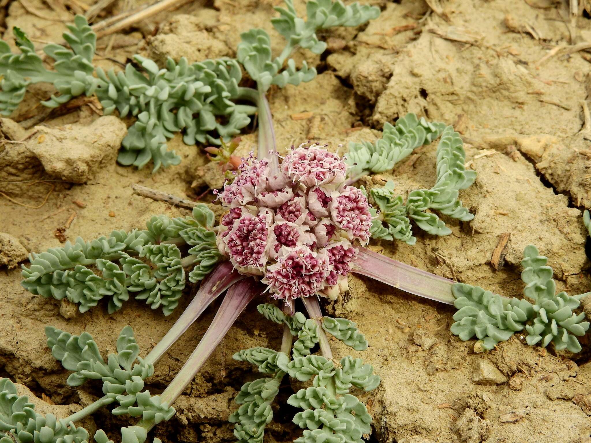 Image of bulbous springparsley