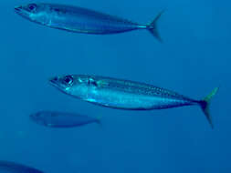 Image of Blue Mackerel