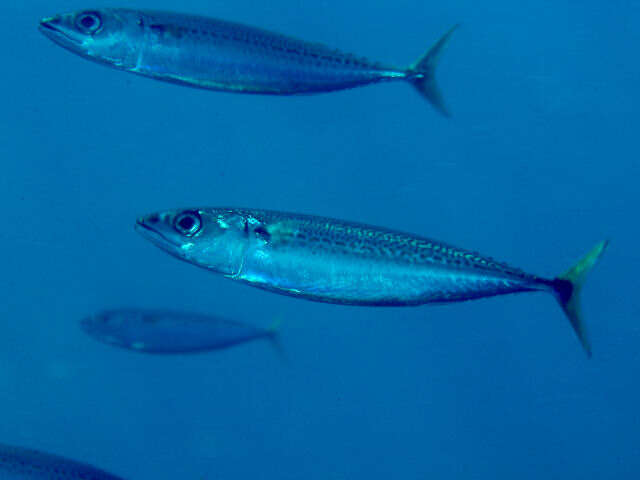 Image of Blue Mackerel