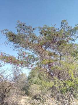 صورة Albizia bernieri Villiers