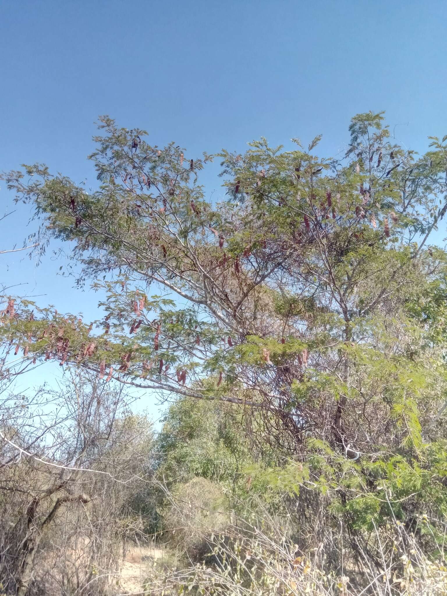 Image of Albizia bernieri Villiers