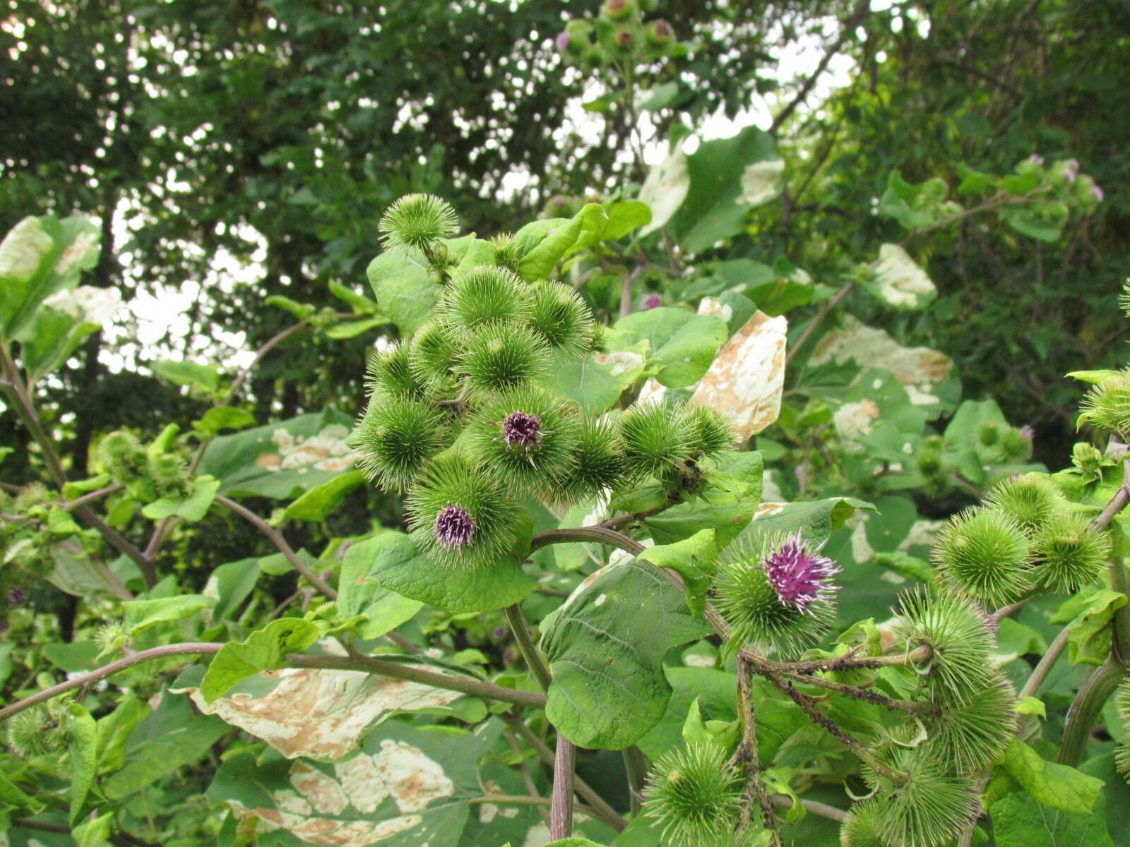 Arctium lappa L. resmi