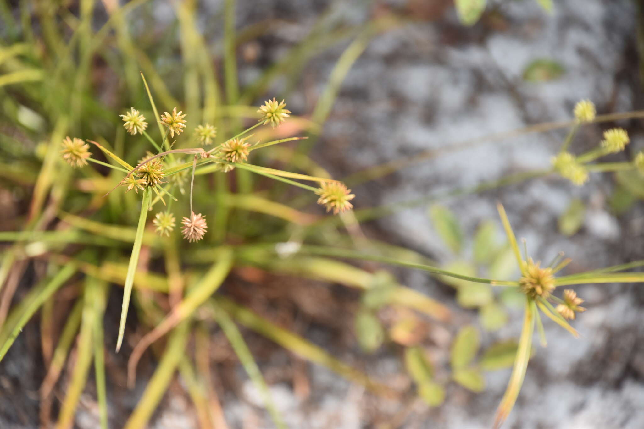 Image of pine barren flatsedge