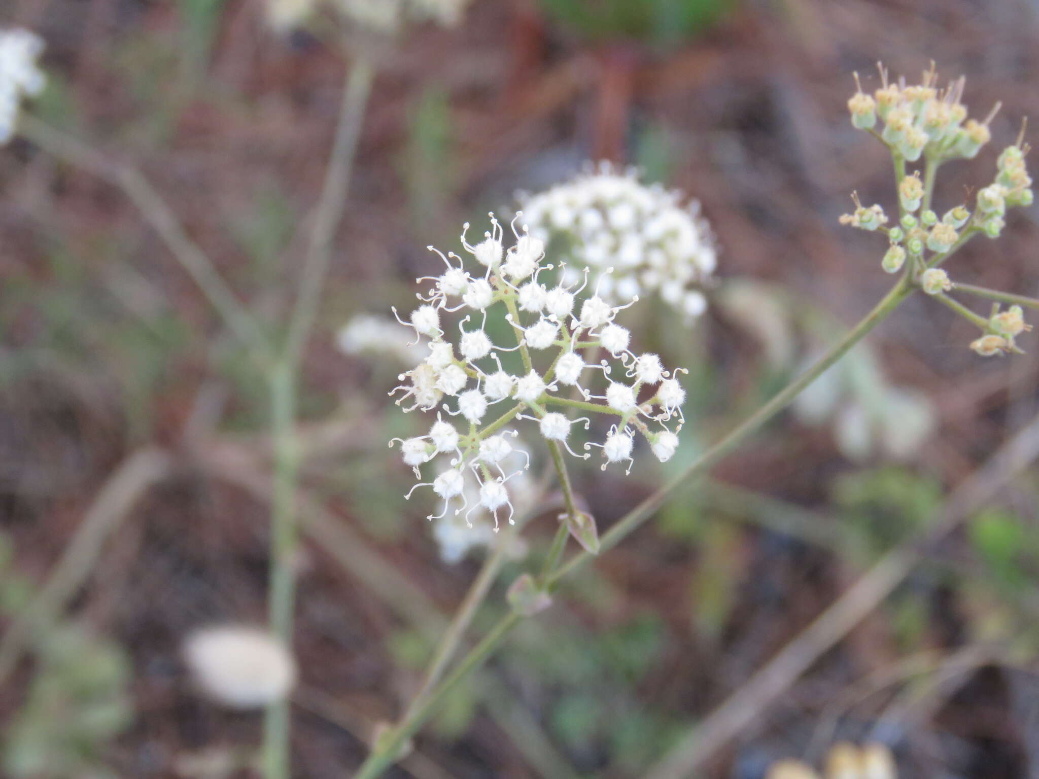 Imagem de Pimpinella villosa Schousboe