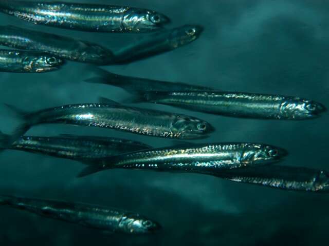 Image of Japanese anchovy