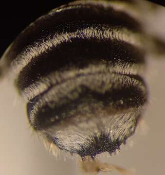 Image of Megachile pilidens Alfken 1924