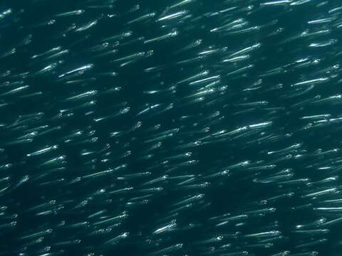 Image de Anchois de l&#39;Afrique australe