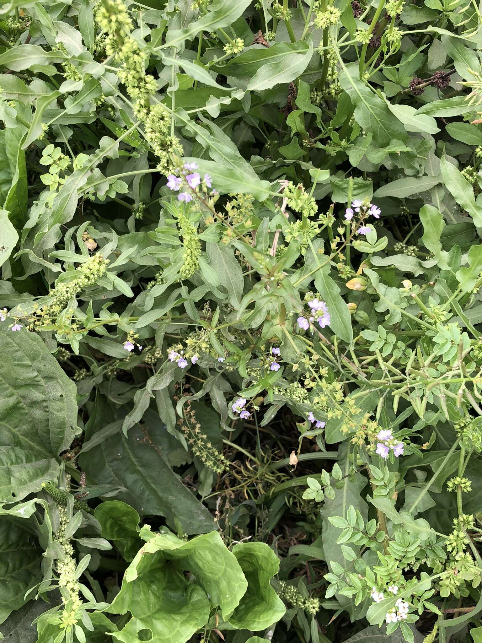 Слика од Veronica anagallis-aquatica subsp. anagallis-aquatica