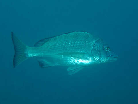 Image of Blackhead Seabream