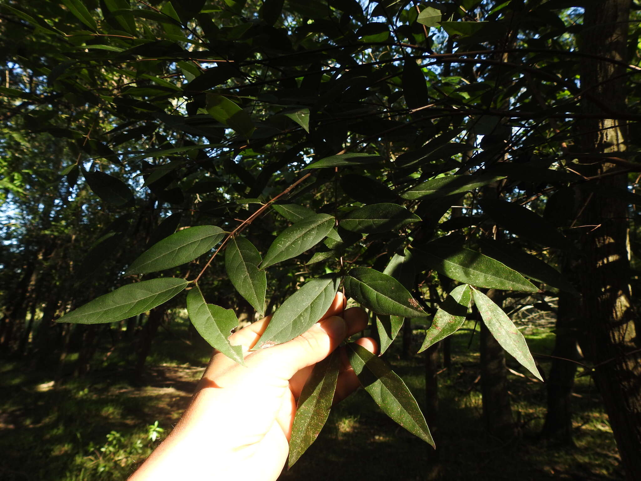 Imagem de Eugenia myrcianthes Niedenzu