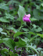 Image of Large-flowered Cypripedium