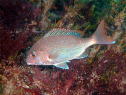 Image of Genuine Porgy