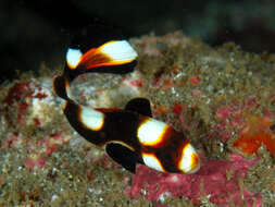 Image of Indian Ocean oriental sweetlips