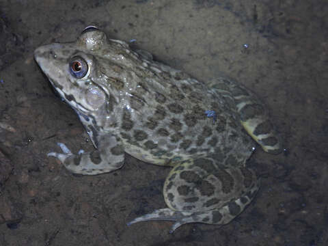 Image of Jerdon's Bullfrog