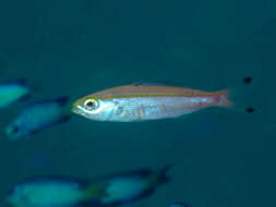 Image of Twinstripe Fusilier