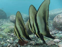 Image of Orbicular batfish