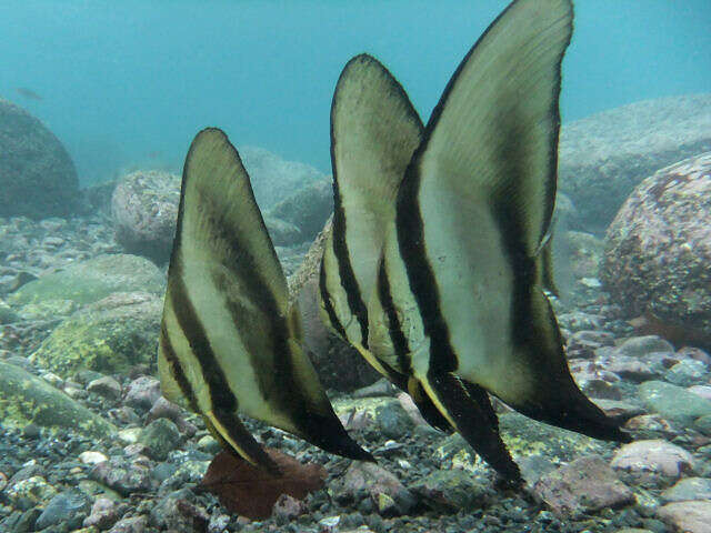 Image of Orbicular batfish