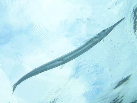 Image of Hound Needlefish