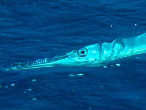 Image of Hound Needlefish