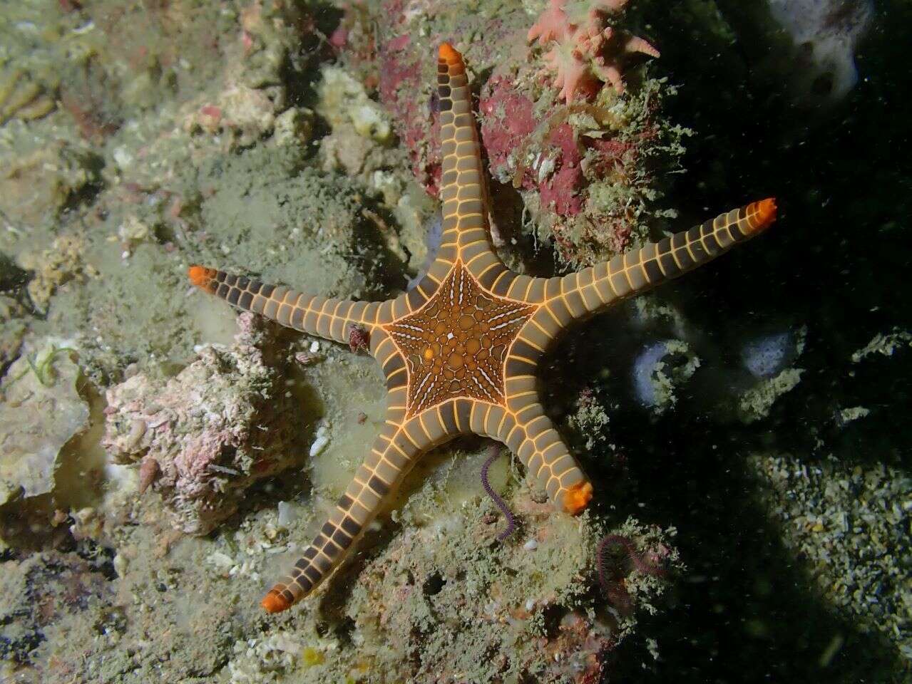 Image of Double Sea Star