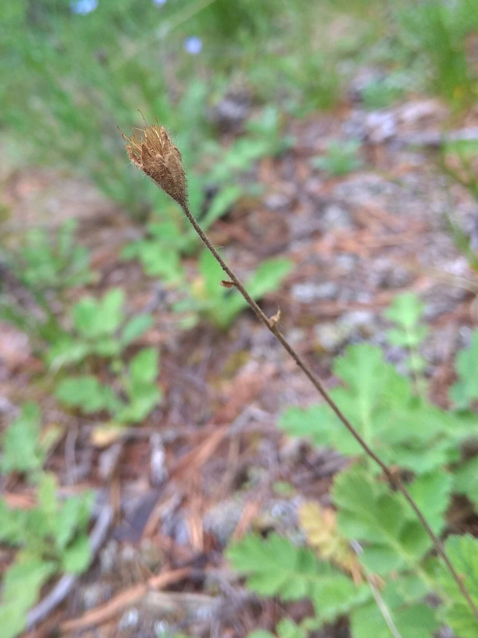 Image of Geum geoides (Pall.) Smedmark