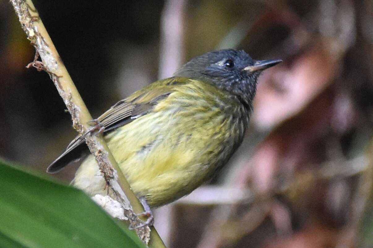 Image of Streak-necked Flycatcher