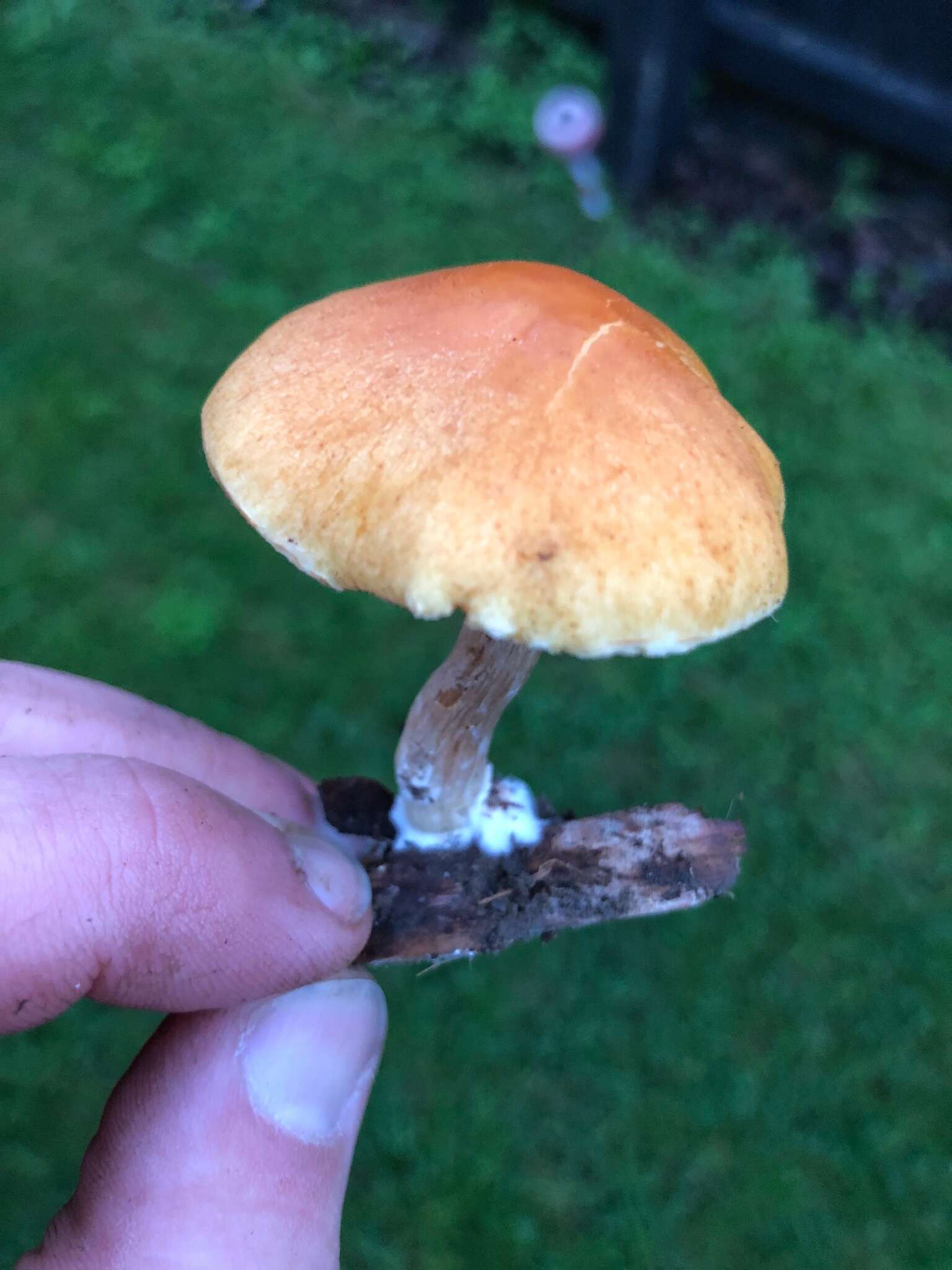 Image of Gymnopilus allantopus (Berk.) Pegler 1965