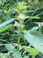 Image of Common hemp nettle