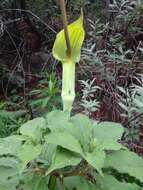 Image of arisaema