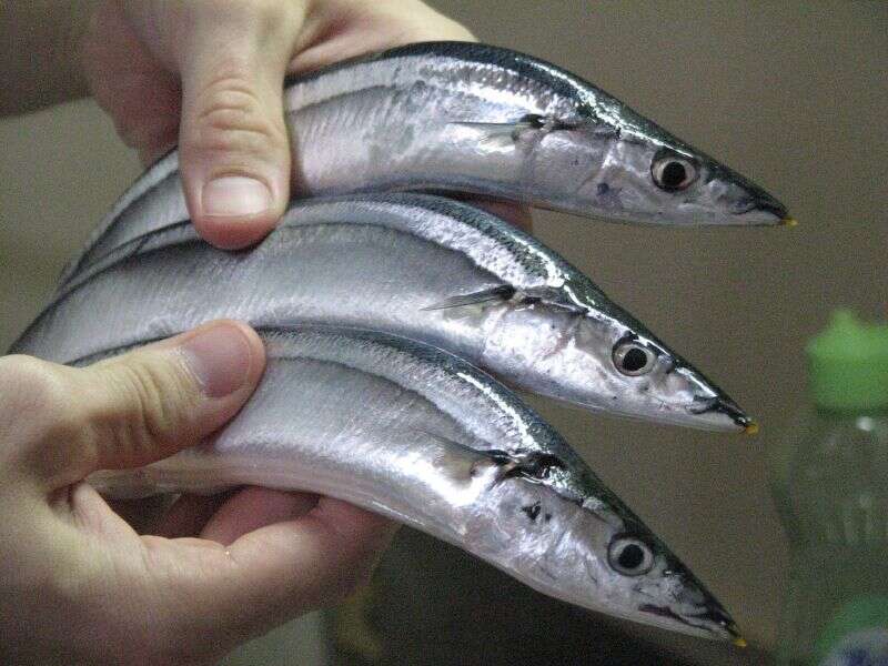 Image of Pacific saury